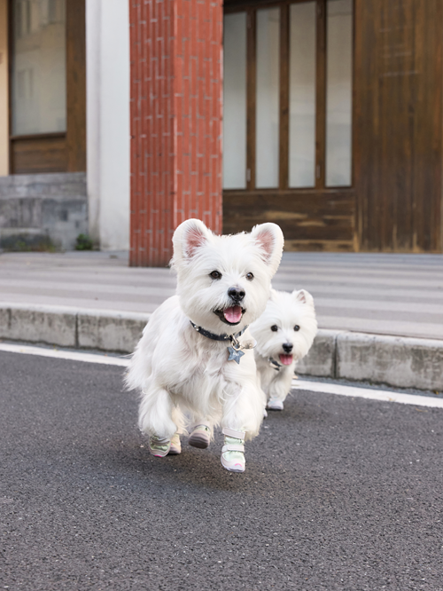 FOKWOW 春秋用ドッグシューズ|軽量ファブリック・滑り止め